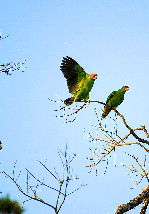 SPVS has been working on the conservation of the Red-tailed Amazon parrot species for twenty years. This is an endemic species only occuring between the States of Paraná and São Paulo.Photo credit: Zig Koch