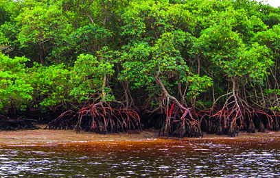 As áreas protegidas desempenham um papel importante na proteção dos manguezais do litoral do Estado do Paraná. Crédito da foto: Reginaldo Ferreira